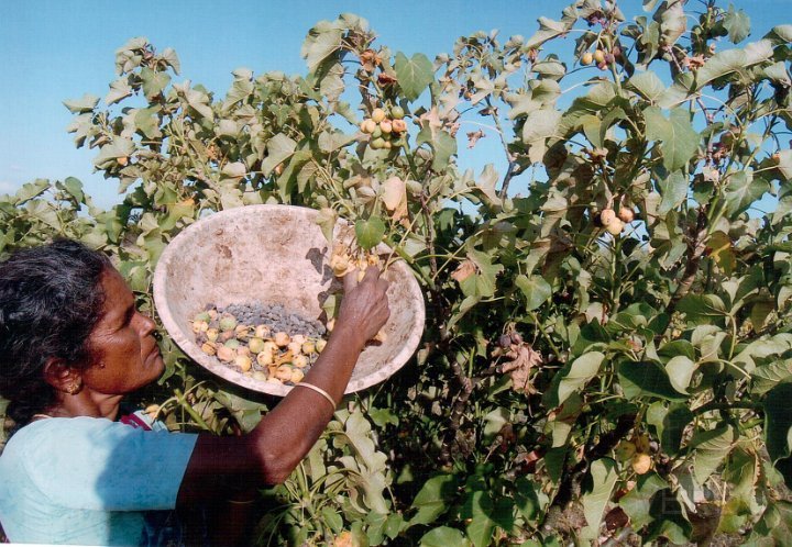 Jetropha plantation programmes1.jpg